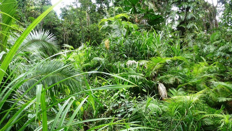 Rainforest Boardwalk
